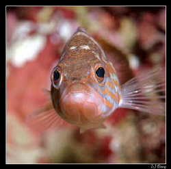 Serranus cabrilla (Comber) in l'Estartit by Daniel Strub 